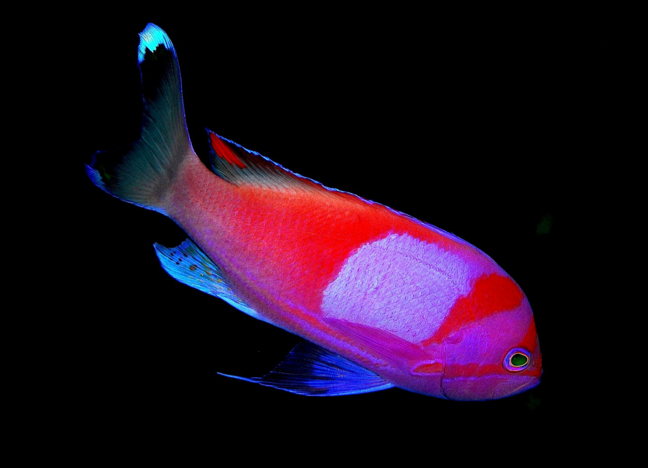 Pseudanthias pleurotaenia